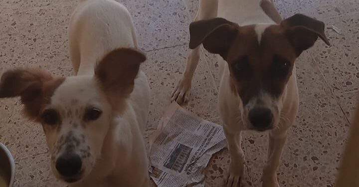 Condenan a 300 haras de labor social a hombre agredió dos perritos en Herrera, SDO, Brigada de Protección Animal actuó ante el delito