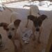 Condenan a 300 haras de labor social a hombre agredió dos perritos en Herrera, SDO, Brigada de Protección Animal actuó ante el delito