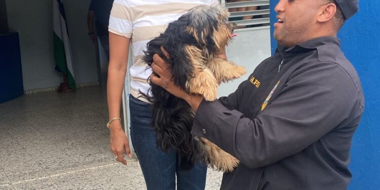 Policía recupera perrita reportada como robada en SDN