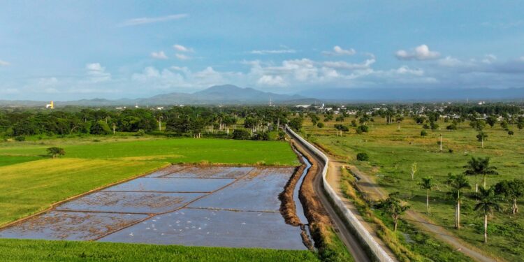 INDRHI destaca exitosa cosecha de arroz en Dajabón donde recurso agua jugó papel fundamental