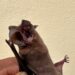 Científicos dominicanos encuentran especie de murciélagos que se pensaba extinguida en la isla