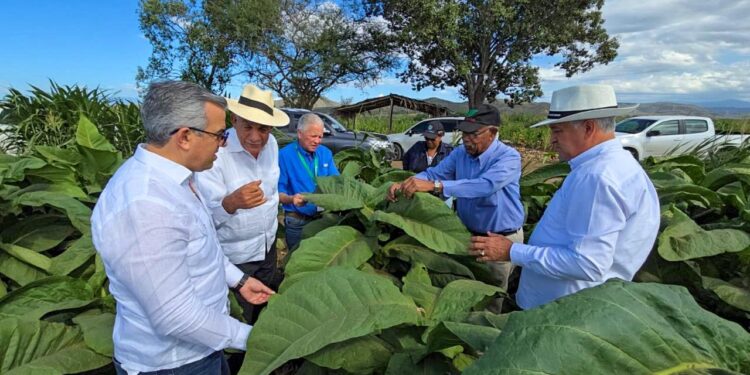 En RD existen 29 zonas tabacaleras en 15 provincias según informó Intabaco
