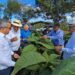 En RD existen 29 zonas tabacaleras en 15 provincias según informó Intabaco
