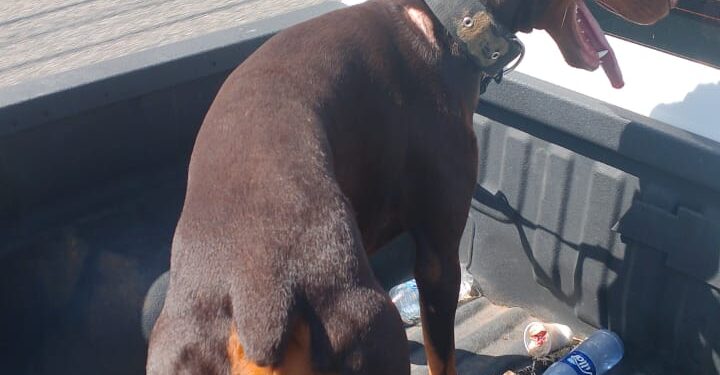 Arrestan hombre acusado de lanzar un perro desde el piso 11 de una torre residencial en el Distrito Nacional y le ocupan otro con signos de maltrato