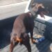 Arrestan hombre acusado de lanzar un perro desde el piso 11 de una torre residencial en el Distrito Nacional y le ocupan otro con signos de maltrato