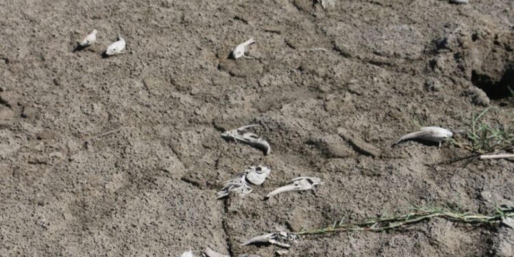 Coalición por el Rescate de la Laguna El Rincón denuncia crimen ambiental en la región Enriquillo