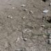 Coalición por el Rescate de la Laguna El Rincón denuncia crimen ambiental en la región Enriquillo