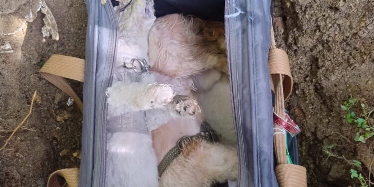 Denuncian envenenamiento de perros captado en cámaras Villa Mella, SDN