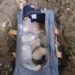 Denuncian envenenamiento de perros captado en cámaras Villa Mella, SDN