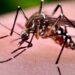 Ministerio de Salud informa detección de tres casos importados de chikungunya