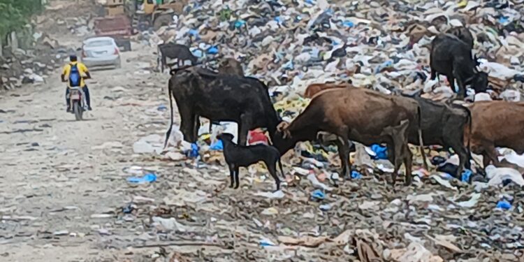 Un depósito de basura es creado en Los Alcarrizos, por la alcaldía, provocando inconvenientes a la comunidad