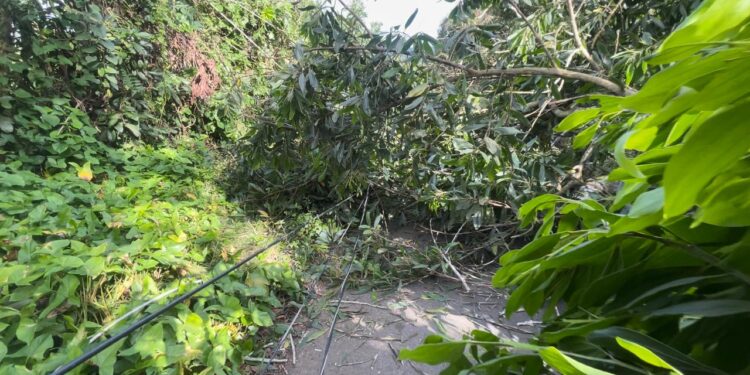 Edeeste informa interrupción del servicio eléctrico en Peralvillo se debe a corte de árboles por protesta de asfaltado