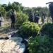 Autoridades desmantelan plantación de marihuana en Peravia