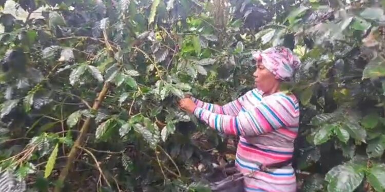 Caficultores de La Lanza, Polo, denuncian abandono del Gobierno tras pérdidas por la tormenta Melisa
