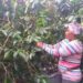 Caficultores de La Lanza, Polo, denuncian abandono del Gobierno tras pérdidas por la tormenta Melisa