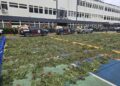 DNCD desmantela cultivo de marihuana en Loma de San José de Ocoa, arresta 3 personas