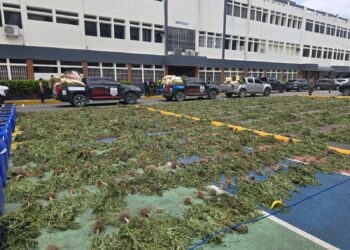 DNCD desmantela cultivo de marihuana en Loma de San José de Ocoa, arresta 3 personas
