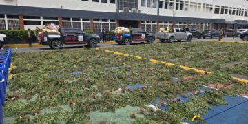 DNCD desmantela cultivo de marihuana en Loma de San José de Ocoa, arresta 3 personas
