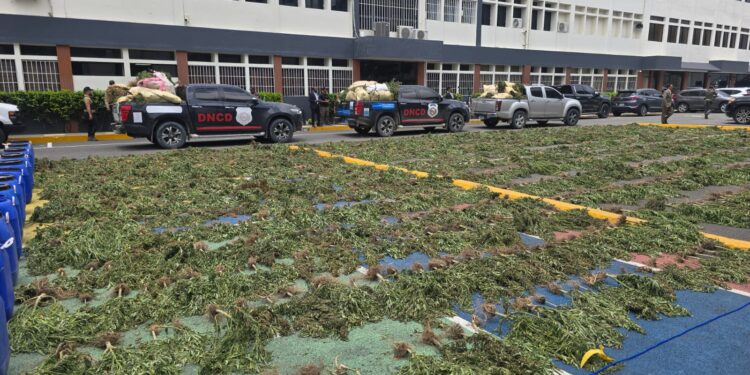 DNCD desmantela cultivo de marihuana en Loma de San José de Ocoa, arresta 3 personas