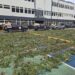 DNCD desmantela cultivo de marihuana en Loma de San José de Ocoa, arresta 3 personas