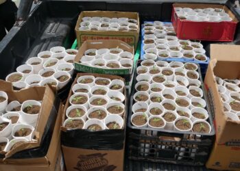Ocupan más de 400 plantas de marihuana en Santo Domingo Oeste