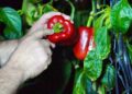 Producción agropecuaria dominicana alcanza niveles históricos en los últimos 25 años