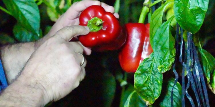 Producción agropecuaria dominicana alcanza niveles históricos en los últimos 25 años